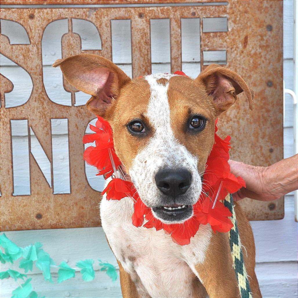 Graham, Adoptable, Adult Male Mixed Breed.