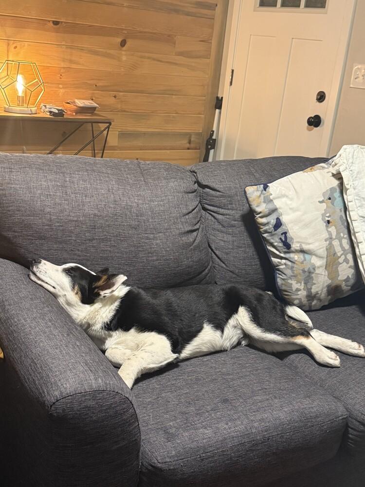 Gunner, Adoptable, Young Male Cattle Dog.