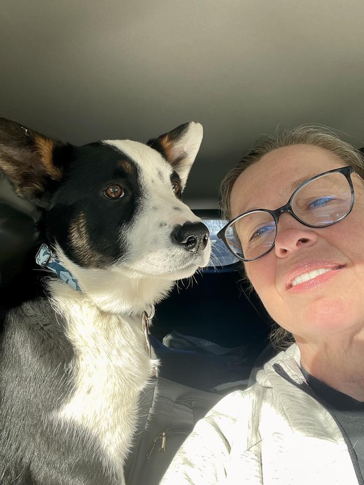 Enlarge Gunner, a Adoptable mixed breed in Denver, CO image 1/5