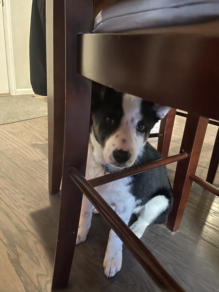 Enlarge Gunner, a Adoptable mixed breed in Denver, CO image 2/5