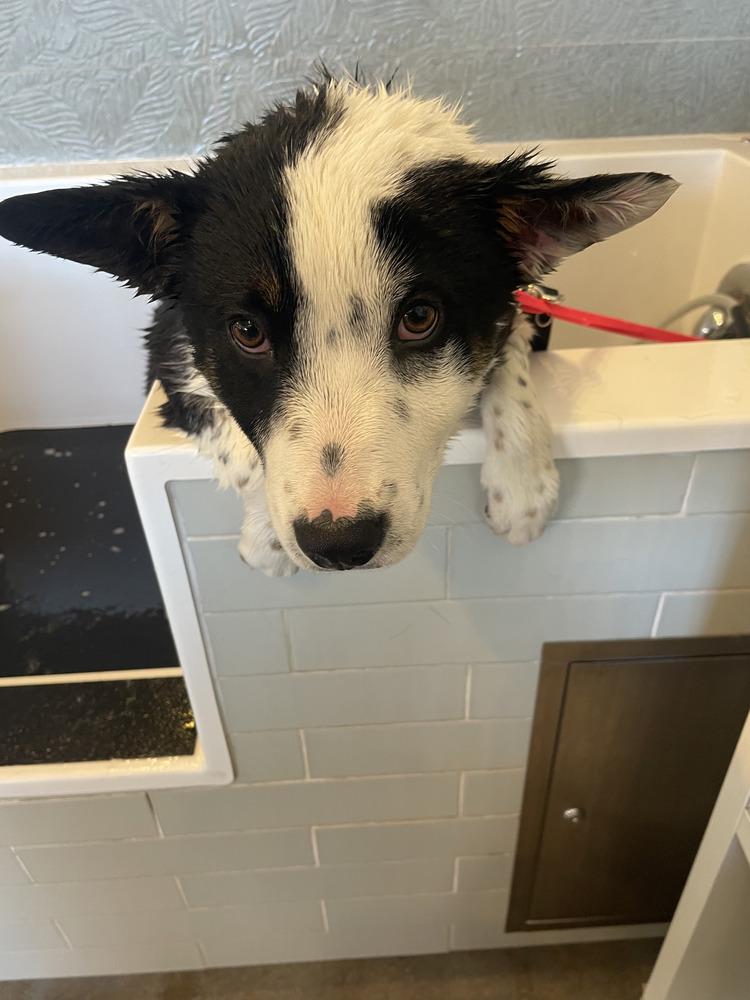 Enlarge Gunner, a Adoptable mixed breed in Denver, CO image 3/5