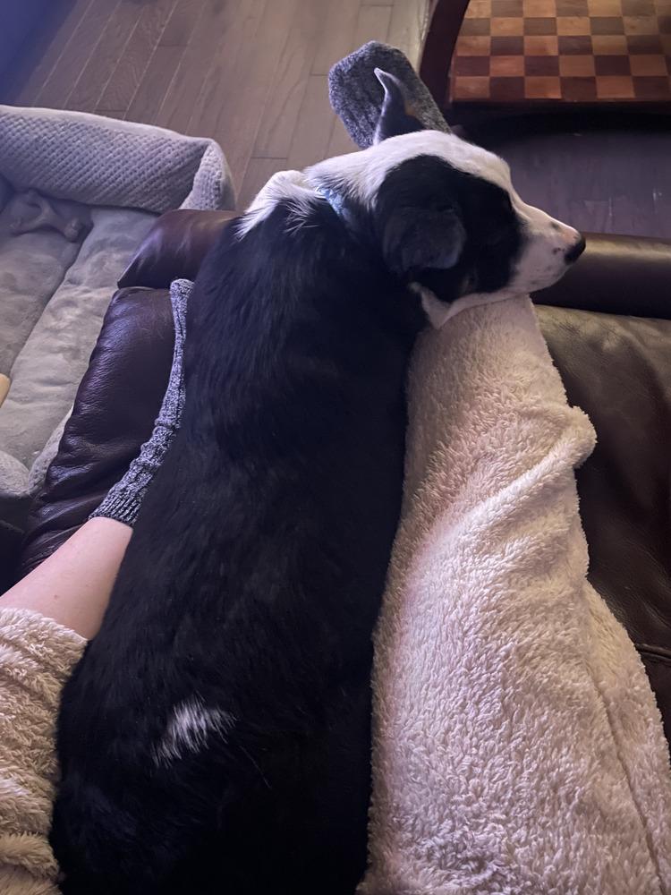 Enlarge Gunner, a Adoptable mixed breed in Denver, CO image 4/5