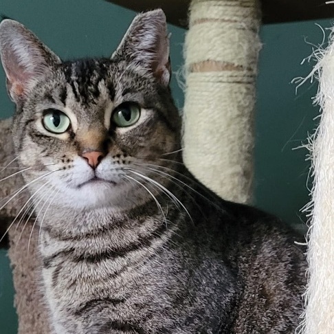 Enlarge Martha, a Adoptable Tiger in Independence, OH image 5/6