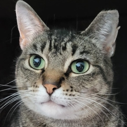 Enlarge Martha, a Adoptable Tiger in Independence, OH image 1/6