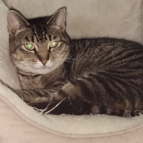 Enlarge Martha, a Adoptable Tiger in Independence, OH image 6/6