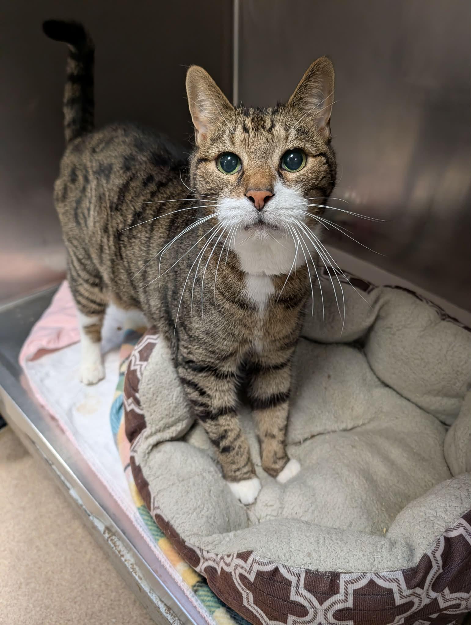 Telly Graham, adopted, Senior Male Domestic Short Hair.