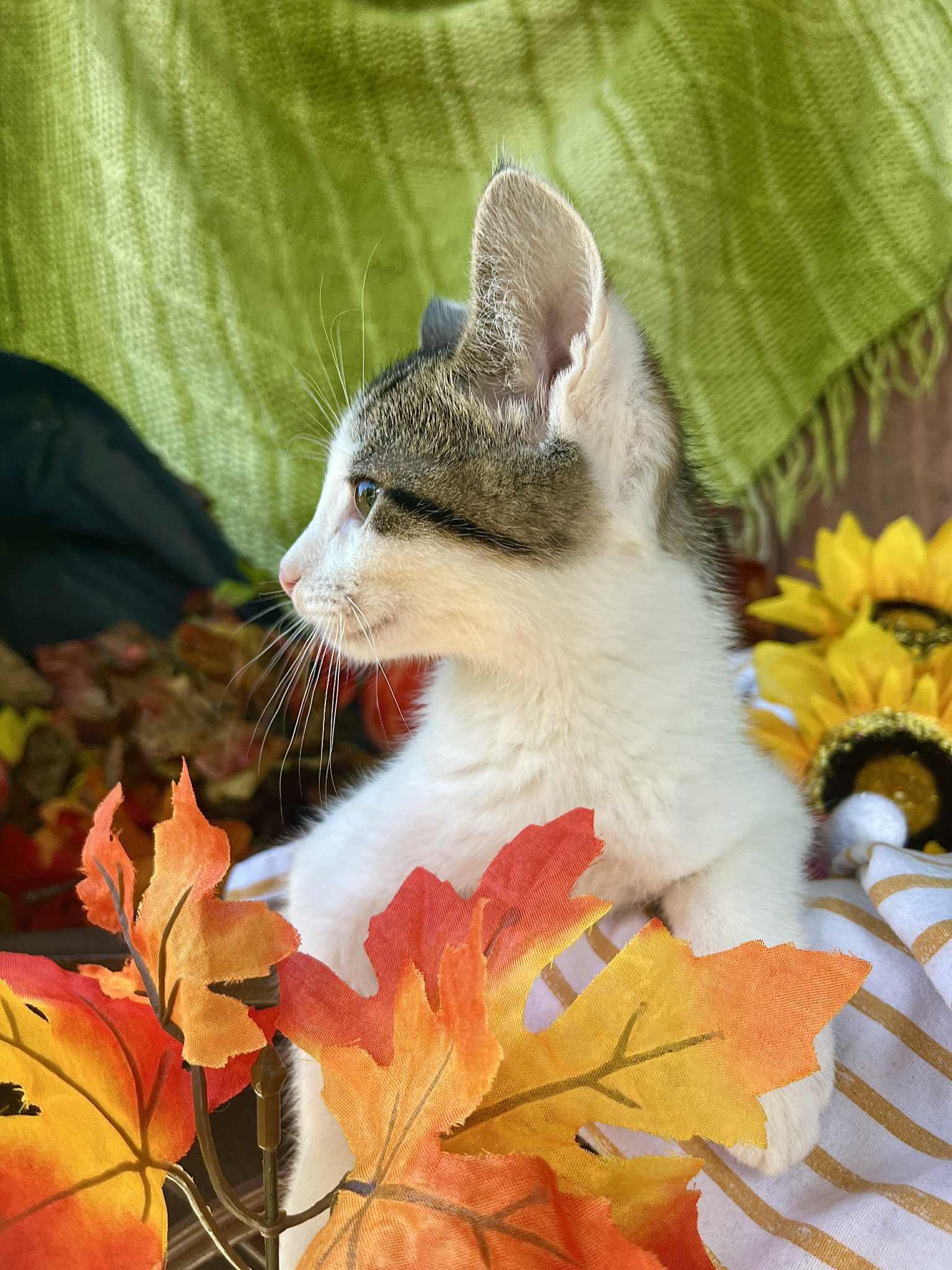 Ranger, an adoptable Snowshoe in Waxahachie, TX, 75165 | Photo Image 3