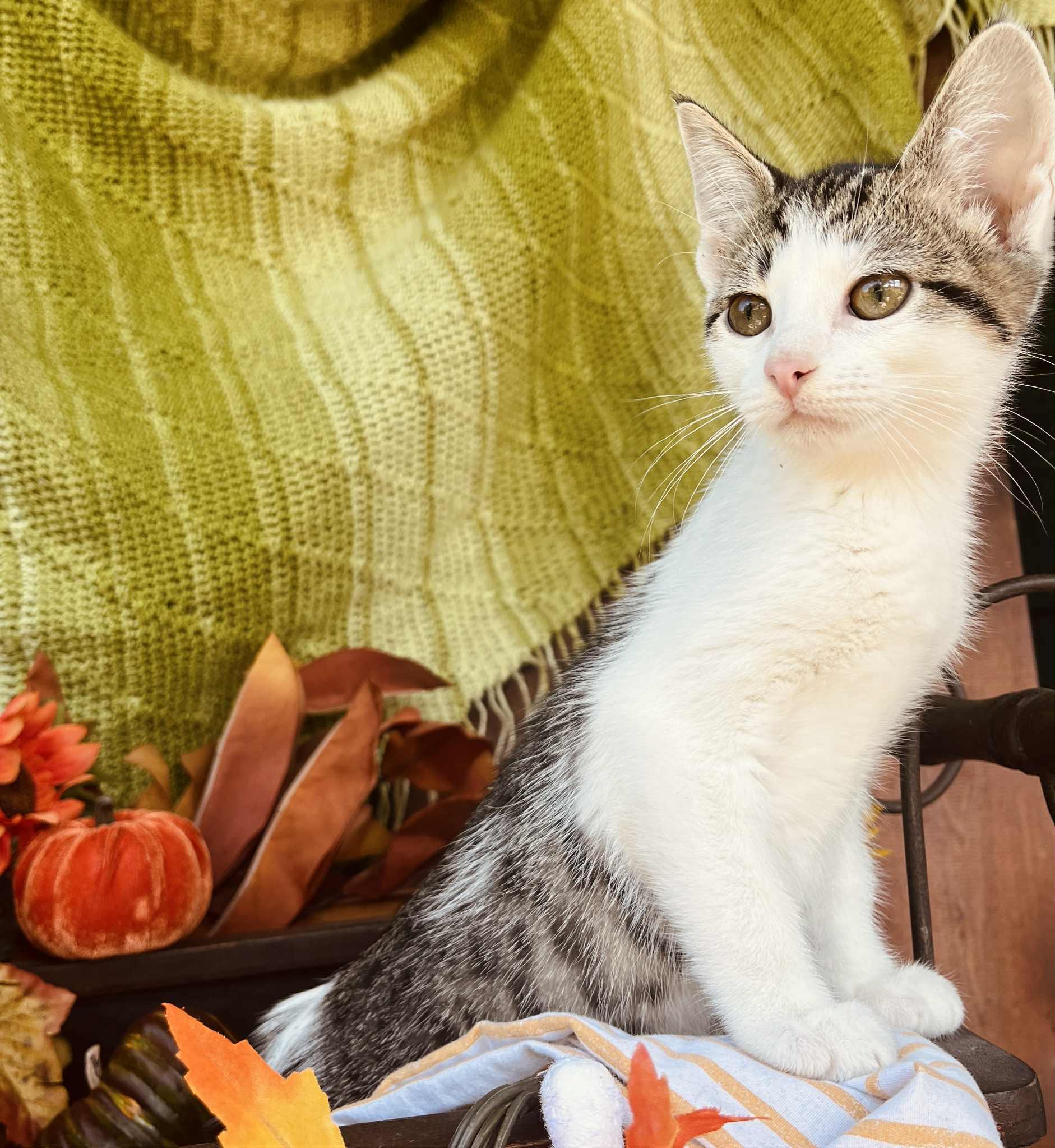 Ranger, an adoptable Snowshoe in Waxahachie, TX, 75165 | Photo Image 2