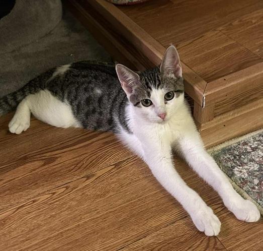 Ranger, an adoptable Snowshoe in Waxahachie, TX, 75165 | Photo Image 1