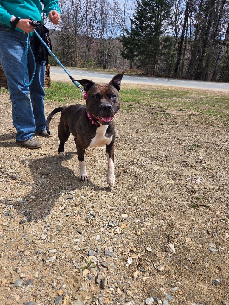 Sugar, a Adoptable Pit Bull Terrier in Lunenburg, VT image 1/3