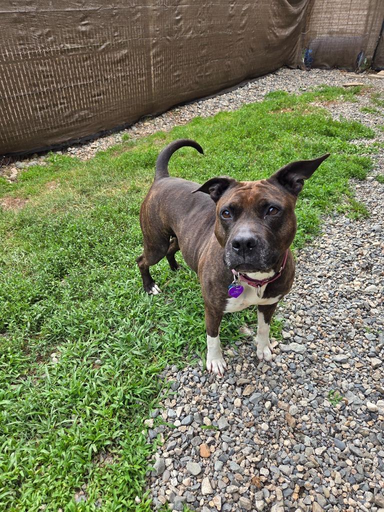 Sugar, Adoptable, Adult Female Pit Bull Terrier.