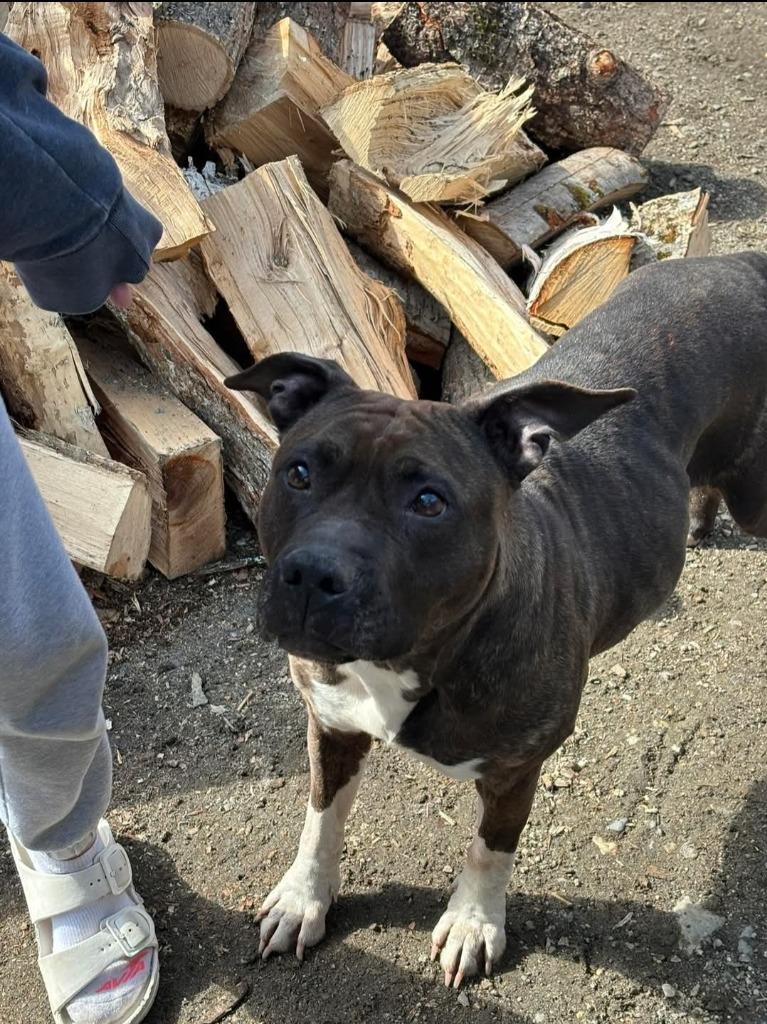 Enlarge Sugar, a Adoptable Pit Bull Terrier in Lunenburg, VT image 2/3