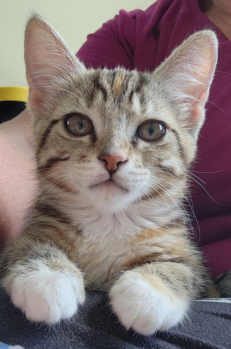 Libby — The Little Explorer Who Wants to See Everything, an adopted Dilute Tortoiseshell in Prescott, AZ image 2/2