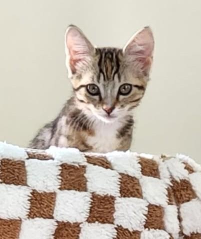 Libby — The Little Explorer Who Wants to See Everything, adopted, Kitten Female Dilute Tortoiseshell.