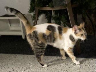 MITZY, Adopted, Young Female Domestic Short Hair.