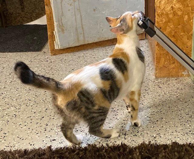 Enlarge MITZY, a Adopted Domestic Short Hair in London, ON image 3/3