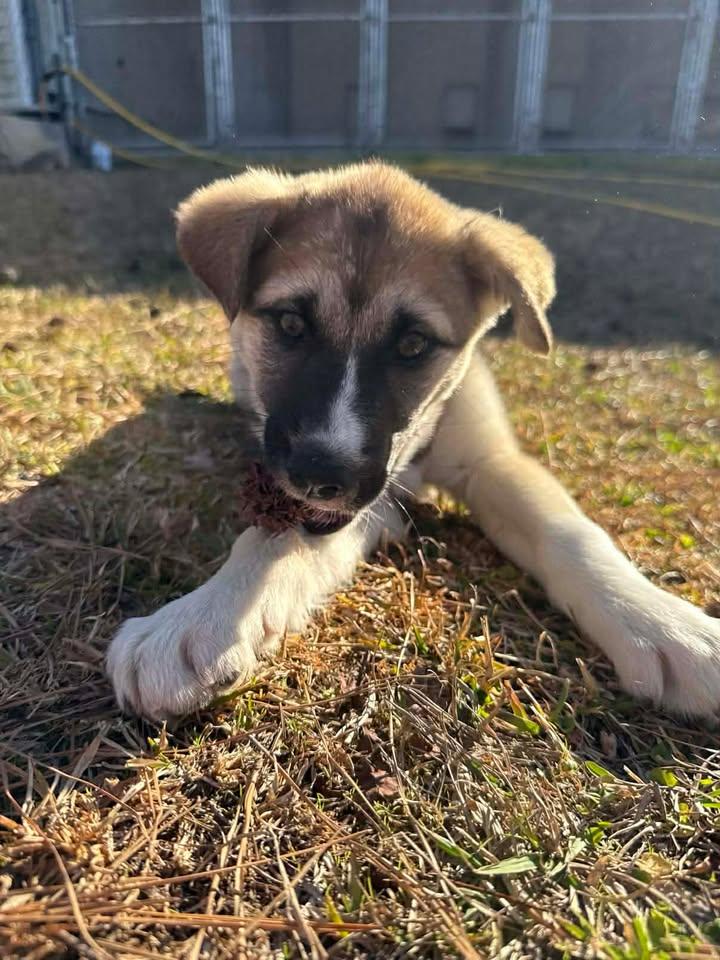 Winifred, a ADOPTABLE mixed breed in Wilmington, NC image 3/5