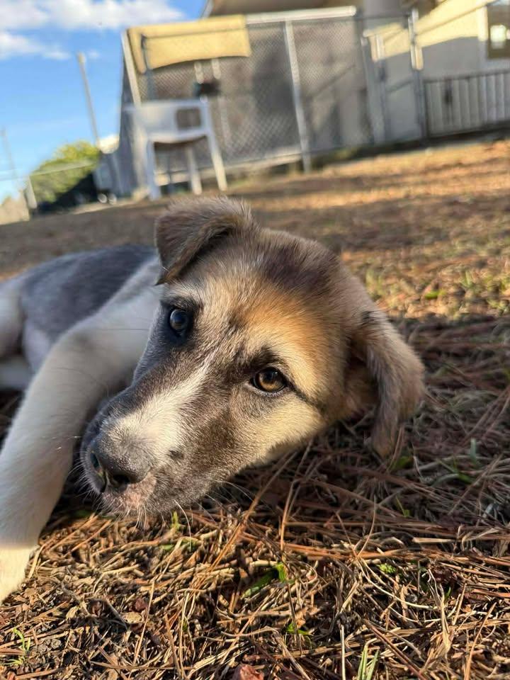 Winifred, a ADOPTABLE mixed breed in Wilmington, NC image 2/5
