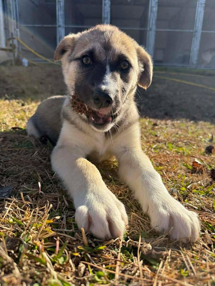 Winifred, a ADOPTABLE mixed breed in Wilmington, NC image 4/5