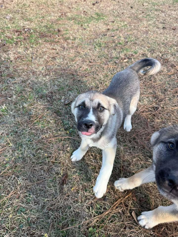 Winifred, a ADOPTABLE mixed breed in Wilmington, NC image 5/5