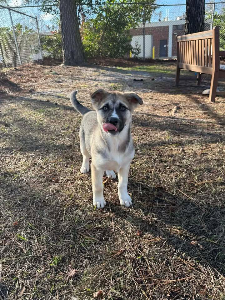 Winifred, ADOPTABLE, Young Female Shepherd.