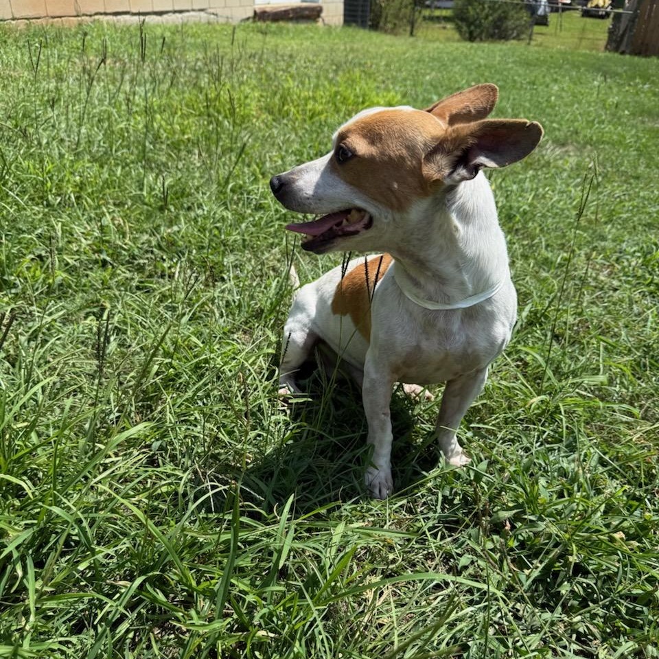 Enlarge Huck, a Adoptable mixed breed in Greenville, SC image 2/4