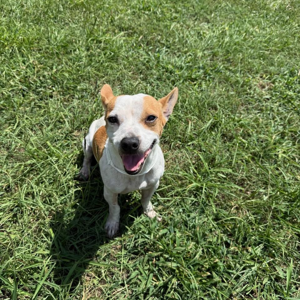 Enlarge Huck, a Adoptable mixed breed in Greenville, SC image 3/4
