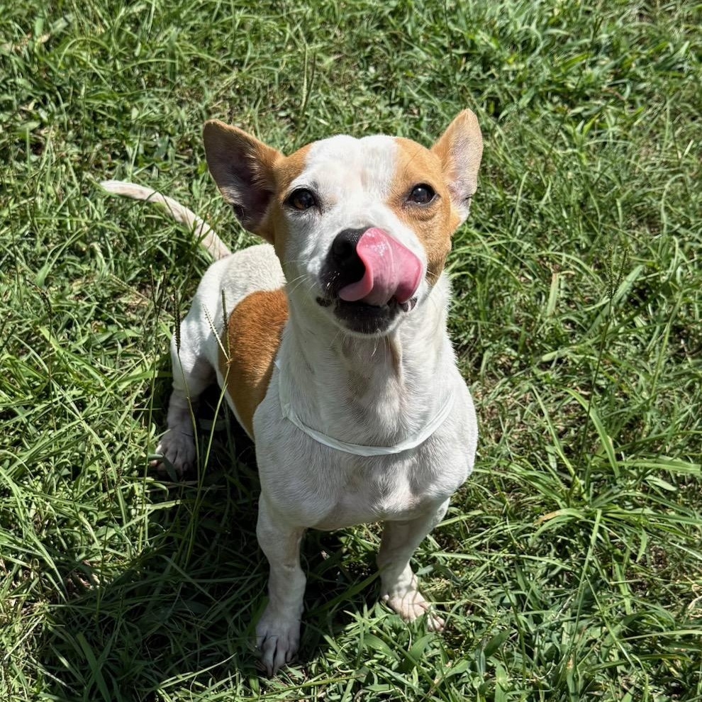 Huck, Adoptable, Adult Male Rat Terrier.