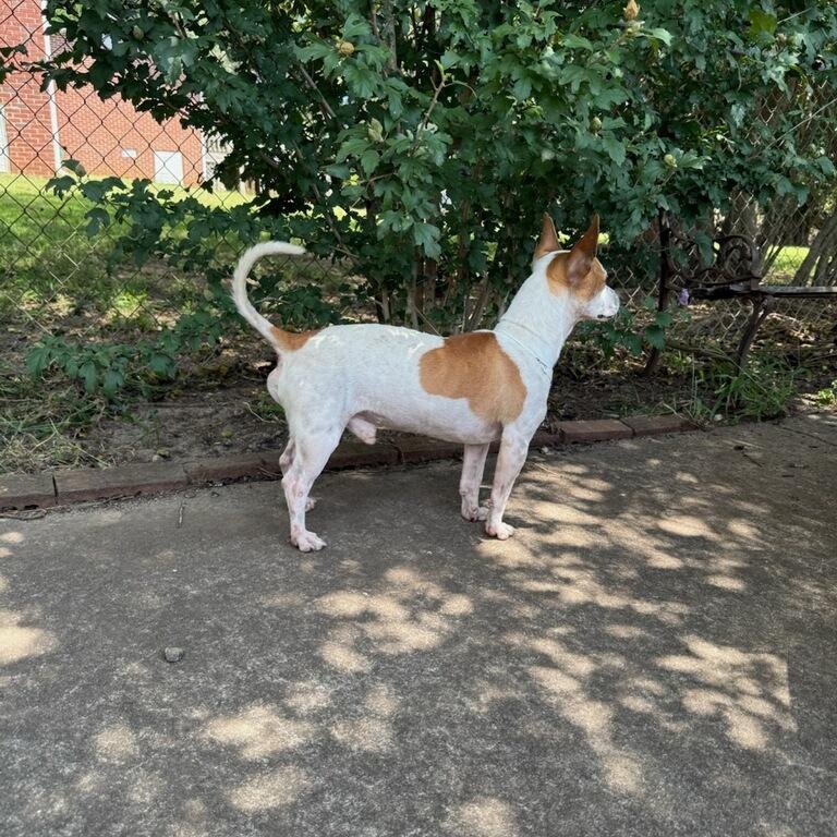 Enlarge Huck, a Adoptable mixed breed in Greenville, SC image 4/4
