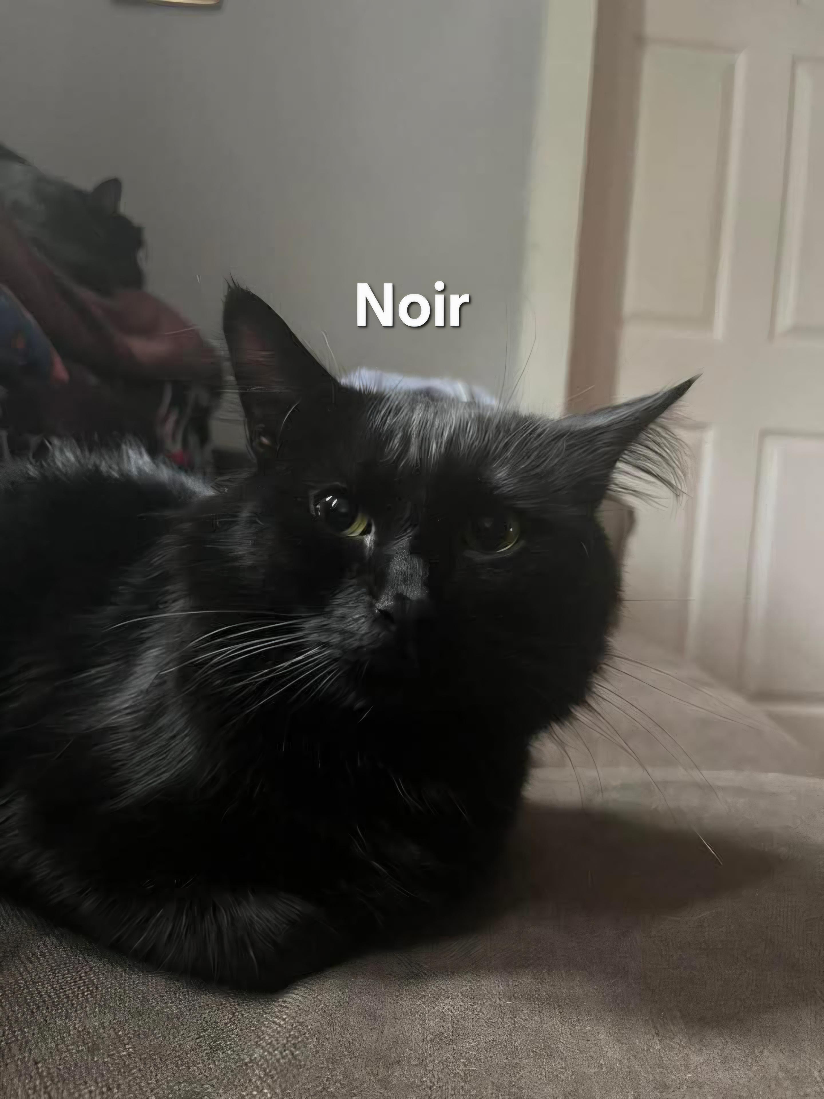 Noir, Adoptable, Adult Male Domestic Short Hair.