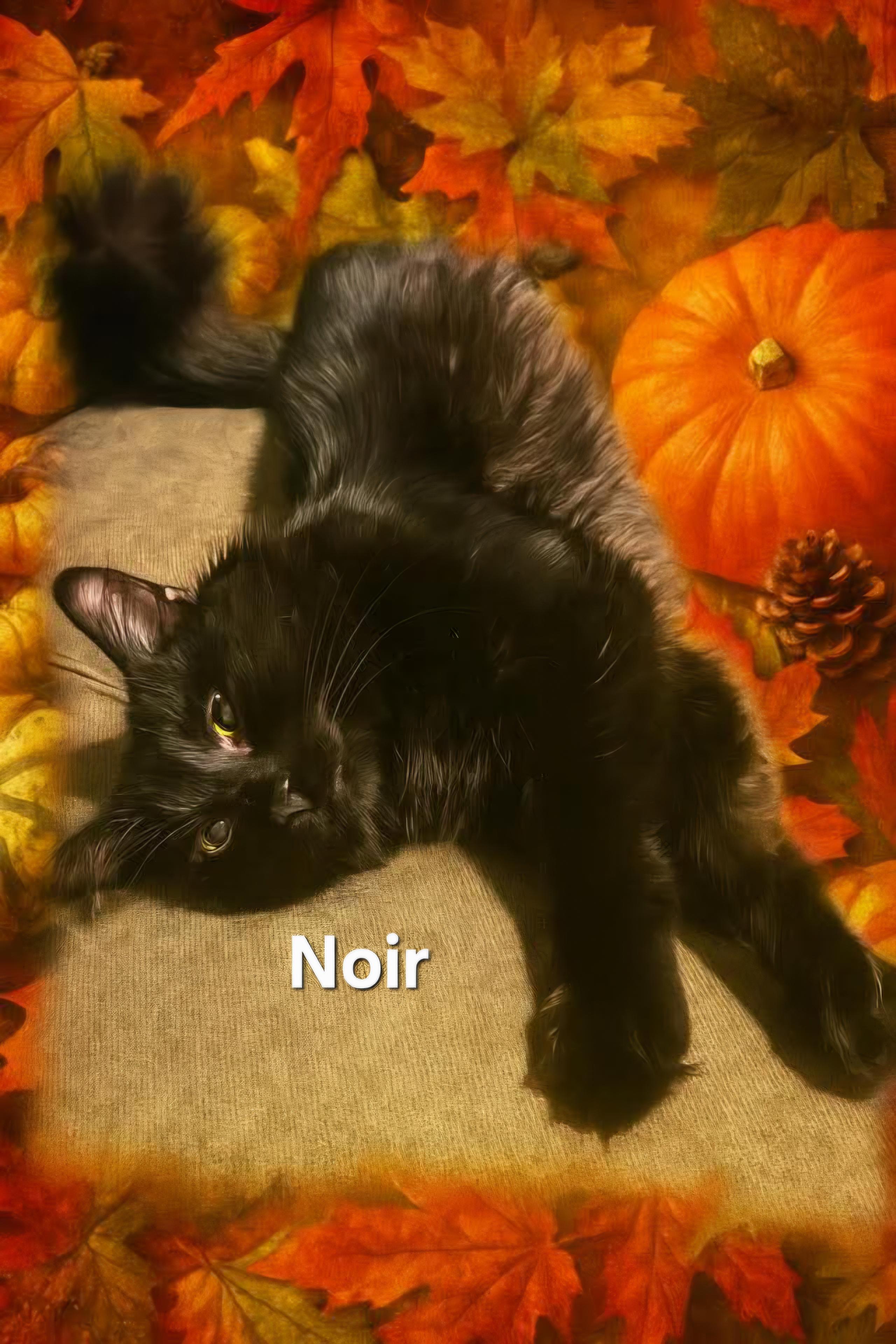 Noir, a Adoptable Domestic Short Hair in Chicopee, MA image 2/2