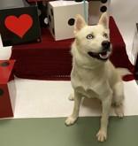 Ninja 59345612, a Adoptable Siberian Husky in Harvey , LA image 1/3