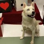Ninja 59345612, a Adoptable Siberian Husky in Harvey , LA image 2/3