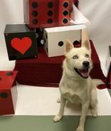 Ninja 59345612, a Adoptable Siberian Husky in Harvey , LA image 2/3