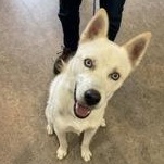 Ninja 59345612, Adoptable, Adult Male Siberian Husky.