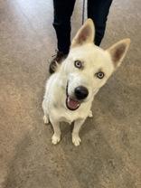 Ninja 59345612, a Adoptable Siberian Husky in Harvey , LA image 3/3