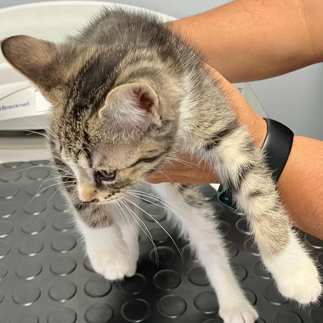 Enlarge Ollie, a ADOPTABLE Domestic Short Hair in Gastonia, NC image 1/1