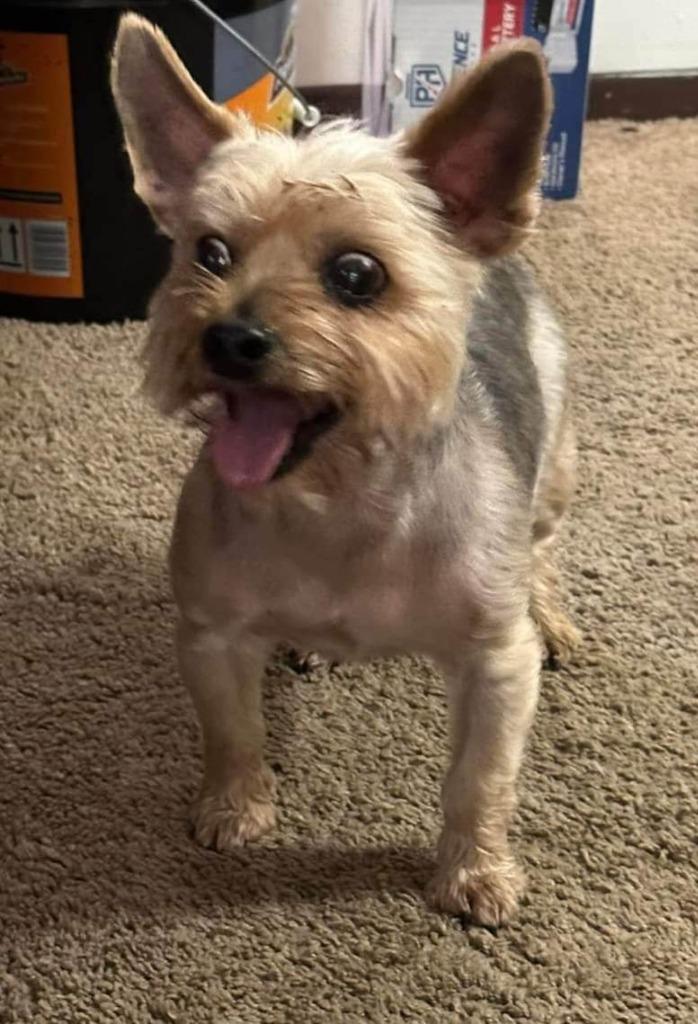 Timbit, Adoptable, Senior Male Yorkshire Terrier.