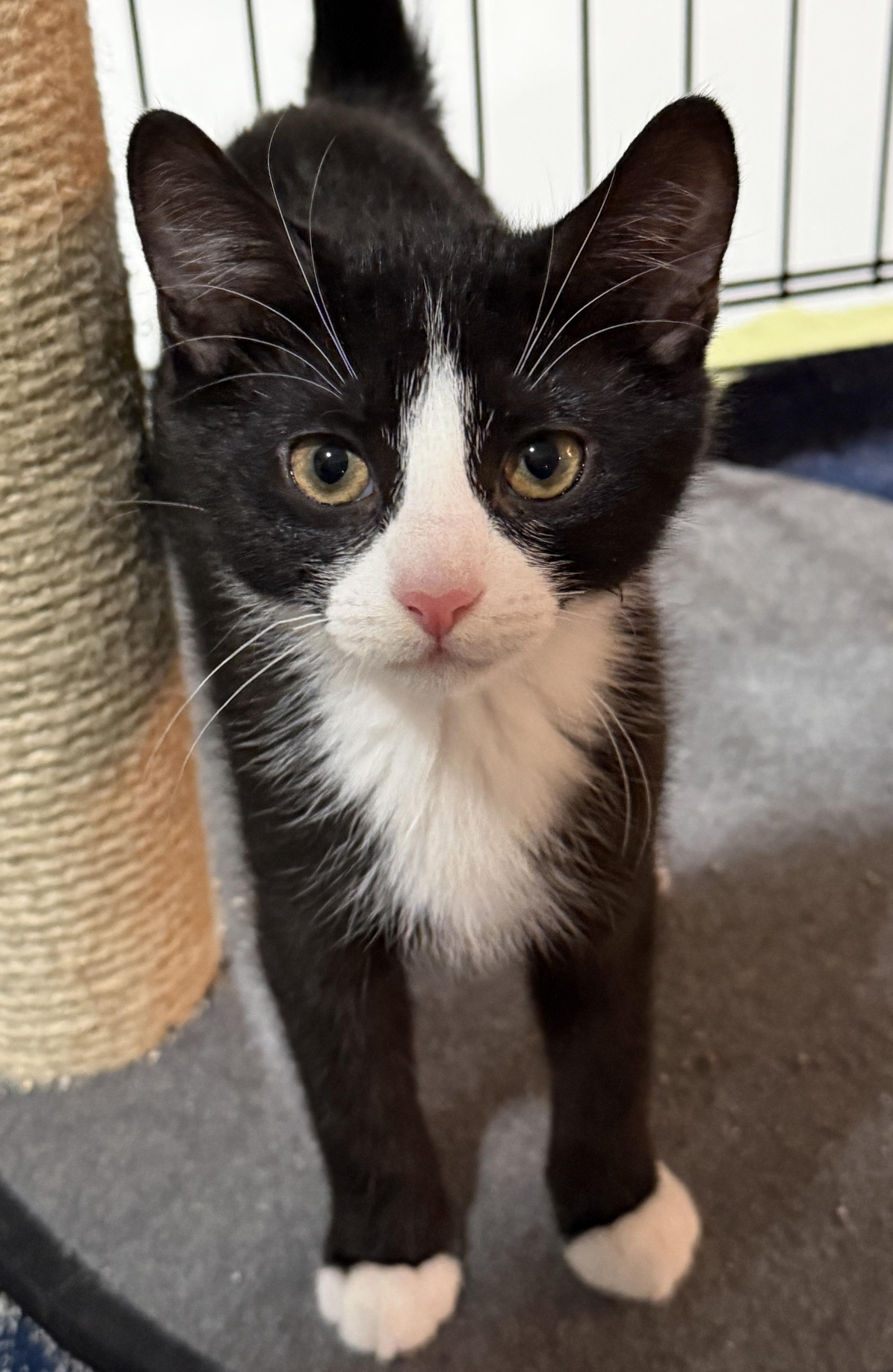 Enlarge Cookie, an adopted Domestic Short Hair in East Hanover, NJ image 1/3