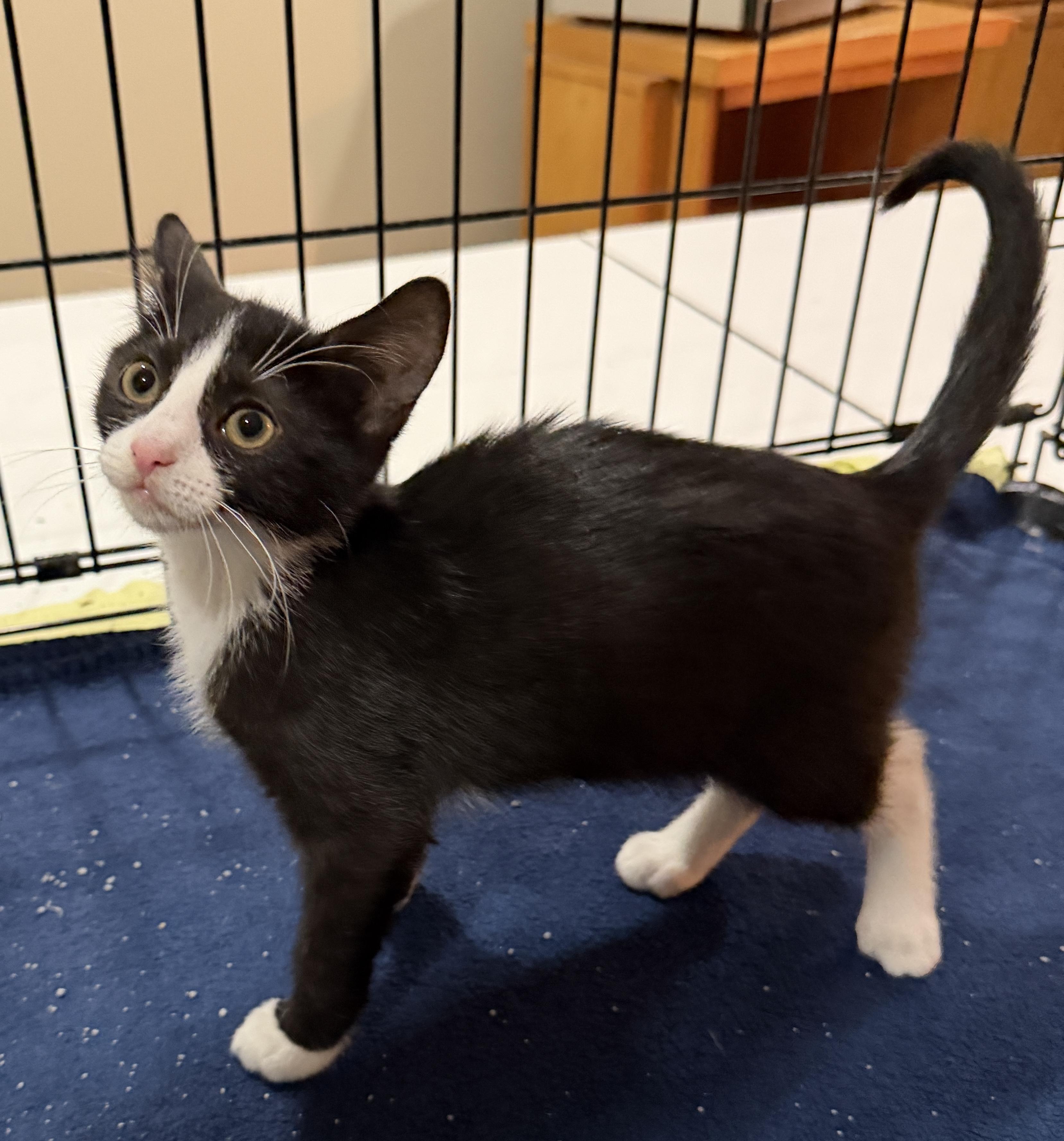 Cookie, ADOPTABLE, Kitten Female Domestic Short Hair.