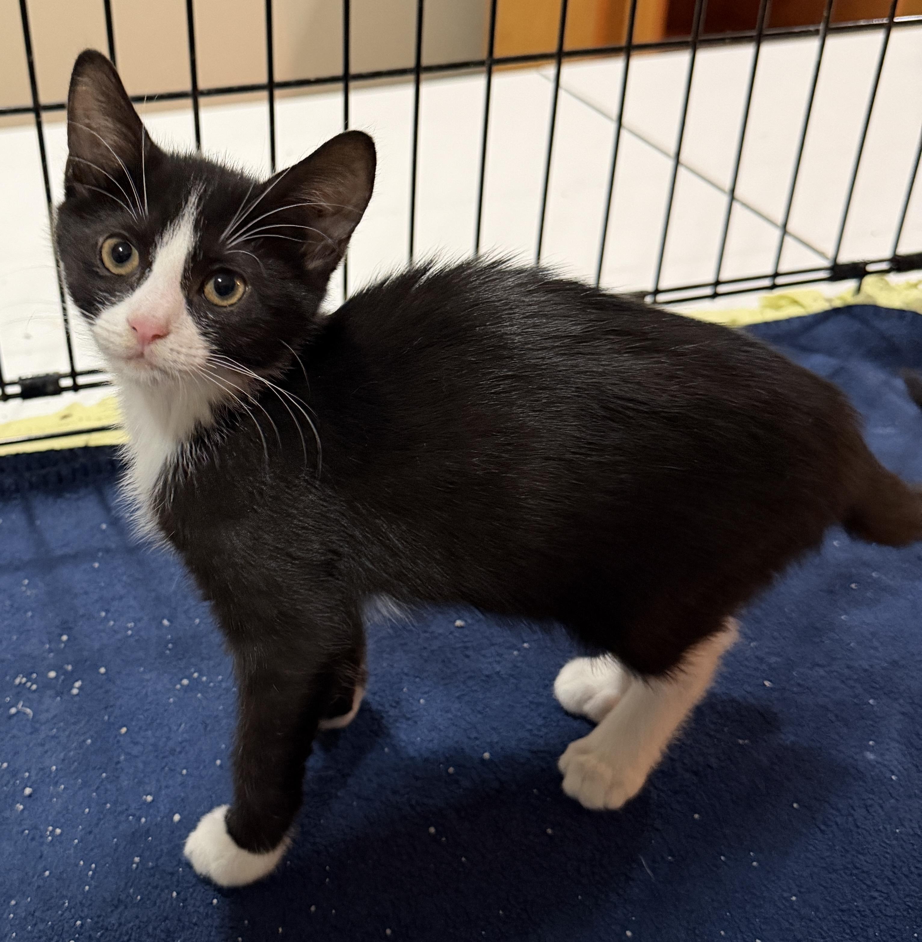 Enlarge Cookie, a ADOPTABLE Domestic Short Hair in East Hanover, NJ image 2/2