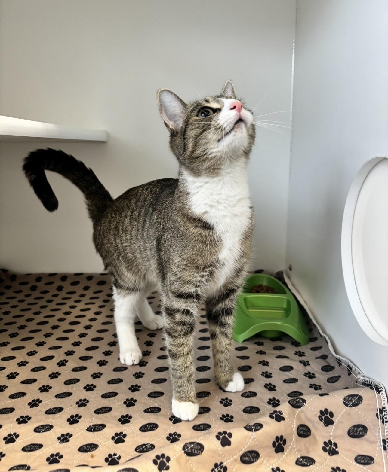 Gingerbread, ADOPTABLE, Young Female Domestic Short Hair.