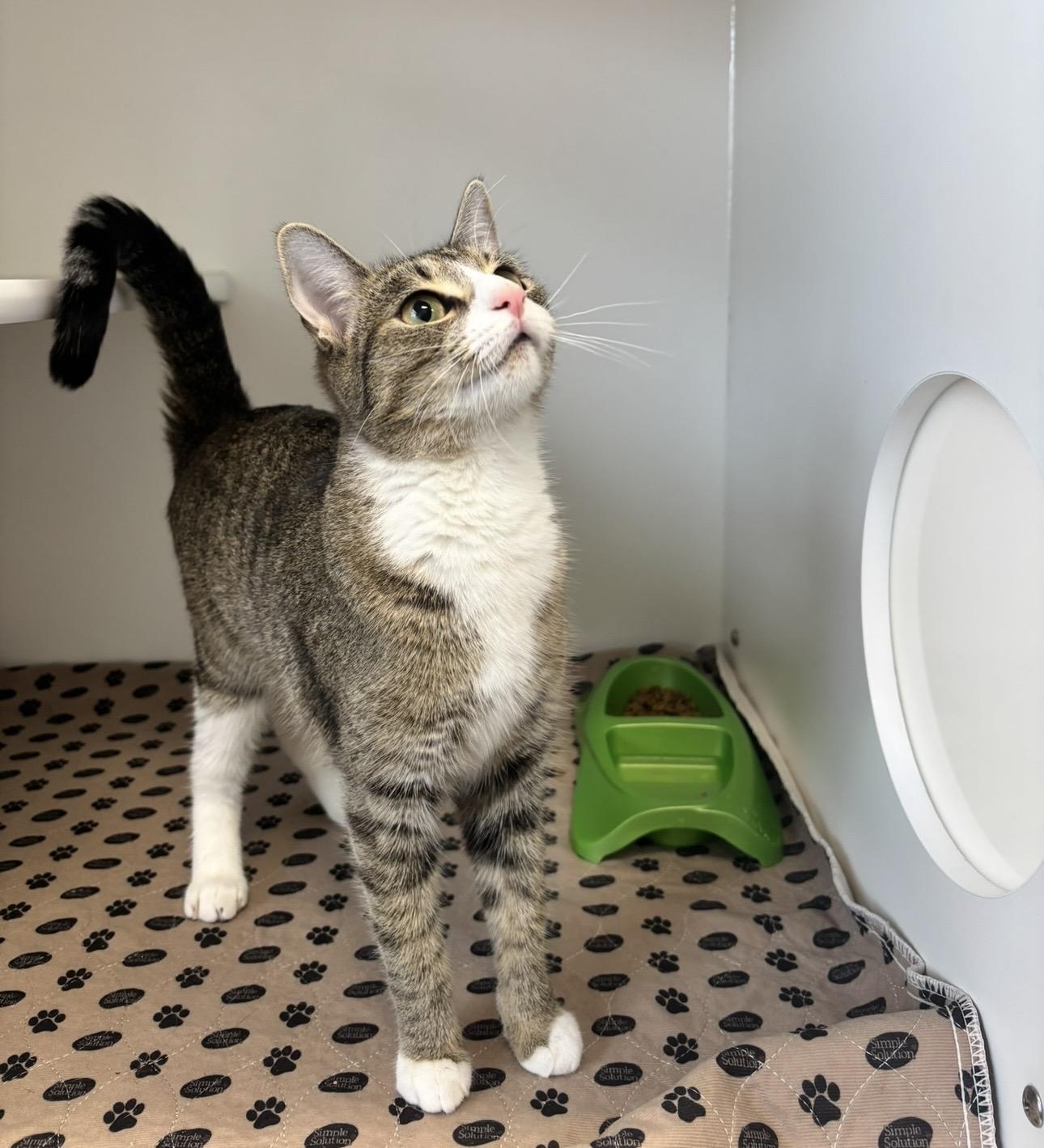 Enlarge Gingerbread, a ADOPTABLE Domestic Short Hair in Fall River, MA image 2/3