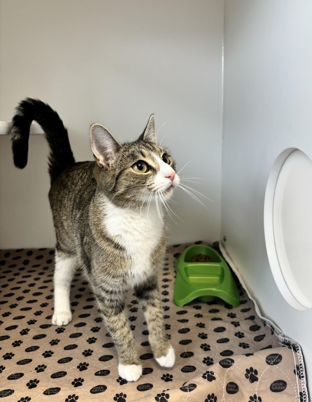 Enlarge Gingerbread, a ADOPTABLE Domestic Short Hair in Fall River, MA image 3/3