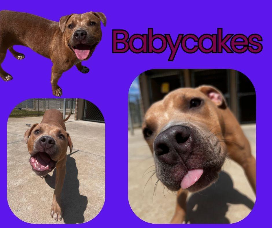 Enlarge Babycakes, a Adopted mixed breed in Kingsport, TN image 1/1