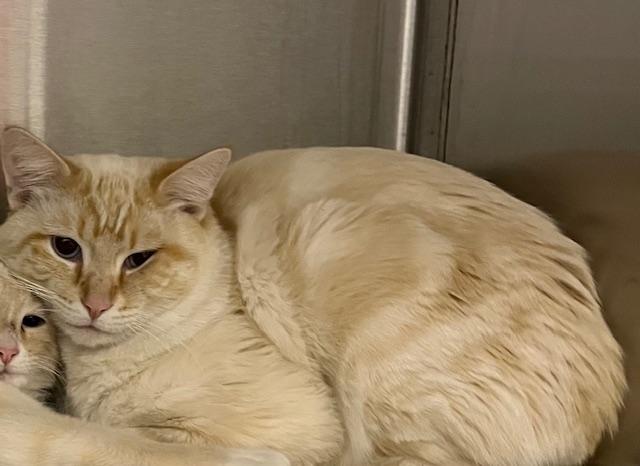 BISCUIT, Adoptable, Young Male Domestic Short Hair.