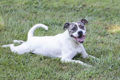 CoCo Puff, a Adoptable mixed breed in Bedford, IN image 2/6