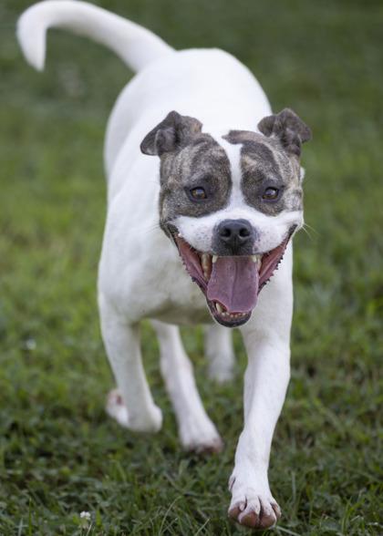 CoCo Puff, a Adoptable mixed breed in Bedford, IN image 3/6