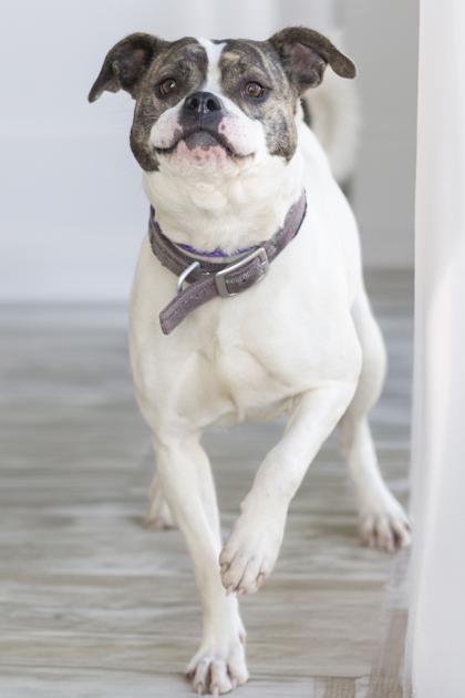 CoCo Puff, a Adoptable mixed breed in Bedford, IN image 4/6