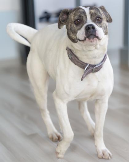 CoCo Puff, a Adoptable mixed breed in Bedford, IN image 5/6